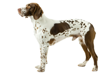 side view of dog isolated on white background
