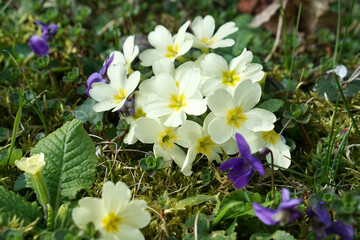 Blooming primrose (Primula vulgaris) with violets in spring