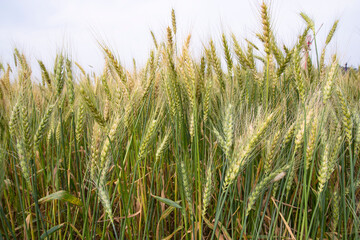 Wheat grain field closeup spike with blue sky image