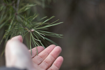 Man's hand touches the pine needles on green pine tree branch