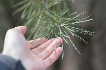 Man's hand touches the pine needles on green pine tree branch