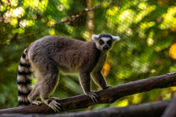 Lemurs in a natural environment, close-up, portrait of the animal on Guadeloupe au Parc des Mamelles, in the Caribbean. French Antilles, France
