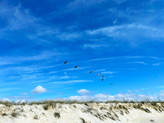 seagulls on the beach
