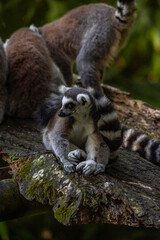 Lemurs in a natural environment, close-up, portrait of the animal on Guadeloupe au Parc des Mamelles, in the Caribbean. French Antilles, France