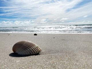 seashell on the beach