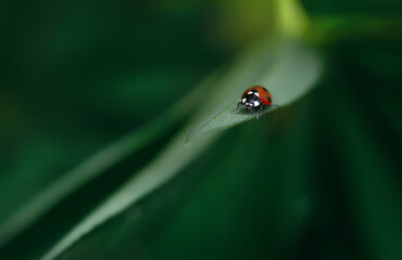 A ladybug beetle crawls on a green leaf of grass.High-resolution macrophotography of a red beetle on the grass.