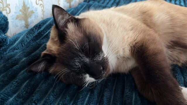 Sleepy Thai Siamese Cat purring on Bed