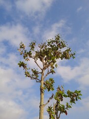 tree with sky