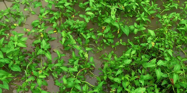 Wild plants live in freshwater ponds that have not been treated for some time