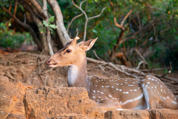 Wild spotted deer close-up. Trincomalee, Sri Lanka