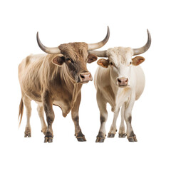 Naklejka premium Portrait of two cows with big horned standing together, isolated on transparent background