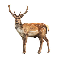 Standing portrait of a deer, full body animal, isolated on transparent background