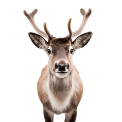 Close up portrait of a reindeer, front view, isolated on transparent background