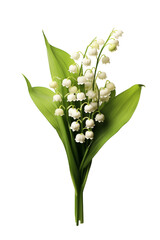 Lily of the Valley flowers and leaves isolated on transparent background, May 1st, May day png file