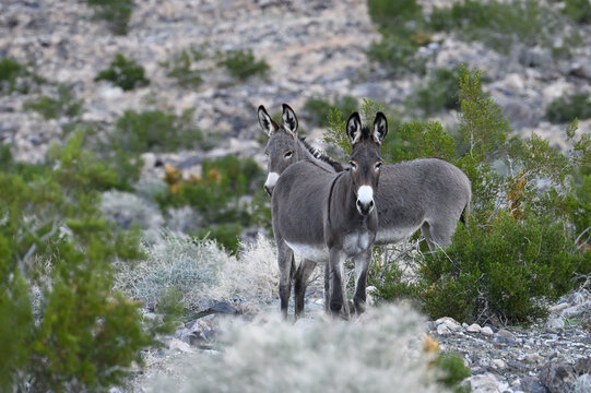 Close up wild burros.