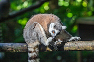 Lemurs in a natural environment, close-up, portrait of the animal on Guadeloupe au Parc des Mamelles, in the Caribbean. French Antilles, France