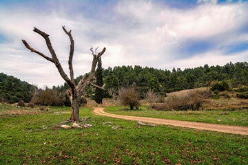 A dead tree next to a mountain country road at Attica, Greece.