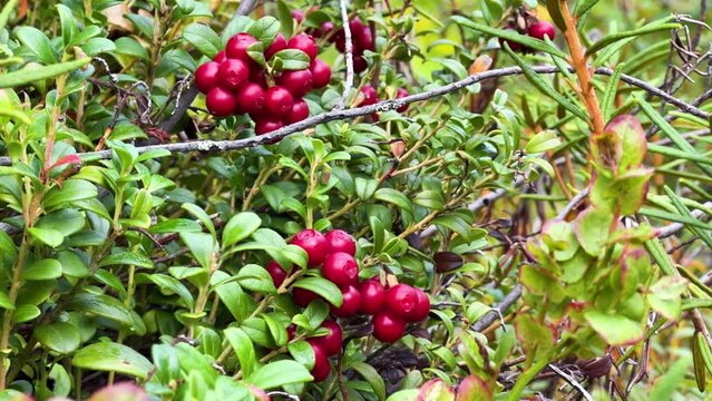 The red lingonberry berry grows in the forest on a bush. Wild wild berry. Nature in autumn. Ripe lingonberry in a quiet sunny forest. Lingonberry berries on cinematic bushes among moss in the forest. 