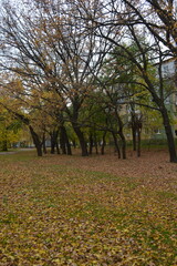Beautiful and unusual autumn nature of the city of Pavlohrad, Ukraine. Trees with green yellow leaves grow in a beautiful park.