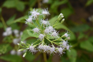 Beautiful white flowers in focus