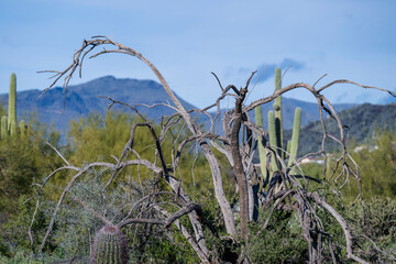 A dead mesquite tree in Arizona