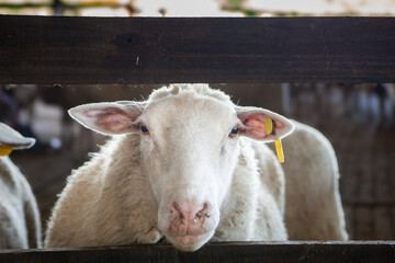 sheep watching between boards of a corral