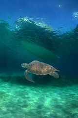 Obraz premium a beautiful green turtle swimming in the crystal clear waters of the Caribbean Sea