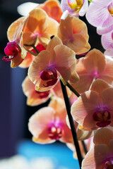 Multi-colored orchids. Flowers in yellow, pink, red and spotted colors. Gardening and growing plants. Beautiful. Flower petals close up with blurred background. Flower exhibition in Amsterdam.