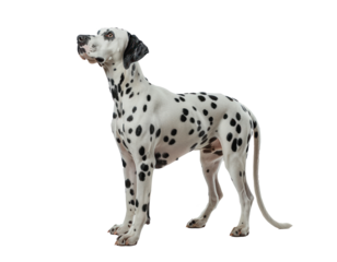 A white and black dog with black spots stands on a white background. The dog is looking at the camera. Isolated on transparency background.
