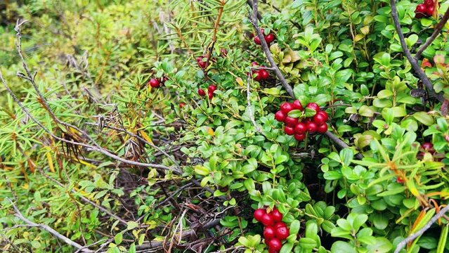 The red lingonberry berry grows in the forest on a bush. Wild wild berry. Nature in autumn. Ripe lingonberry in a quiet sunny forest. Lingonberry berries on cinematic bushes among moss in the forest. 