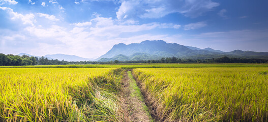 background landscape rice yellow gold. During the harvest season. Asian thailand - 754409092