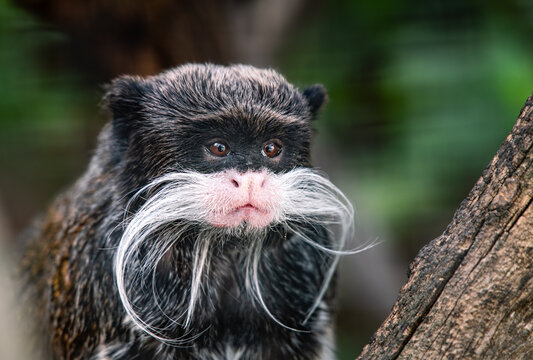 Sagui imperador