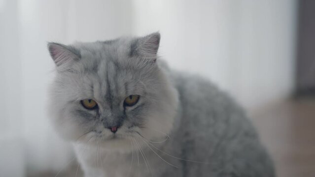 Closeup - Grey Persian cat looking at camera in a cozy room at home