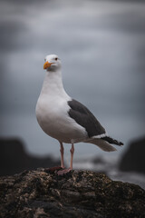 seagull on the rocks