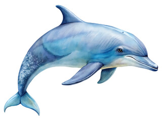 Dolphin on transparent