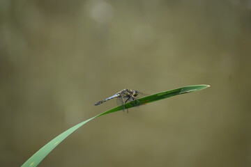 big blue dragonfly