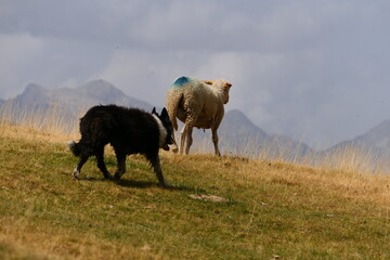 Flock of sheep in the cirque de Troumouse. Ancient glacier in the Pyrenees national park, France