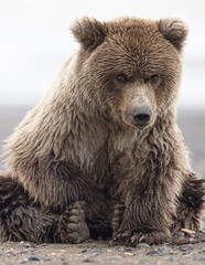 Obraz premium A grizzly bear cub sitting on the beach