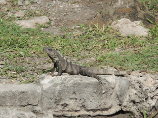 Sunbathing Serenity: Green Iguana Lounging in the Warm Sunlight on a Rocky Perch