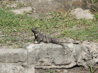 Sunbathing Serenity: Green Iguana Lounging in the Warm Sunlight on a Rocky Perch