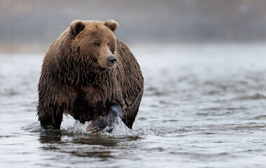 A brown bear moving in a stream