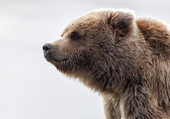 Headshot of a grizzly cub