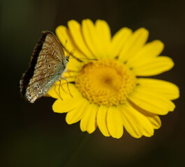 Motyl 