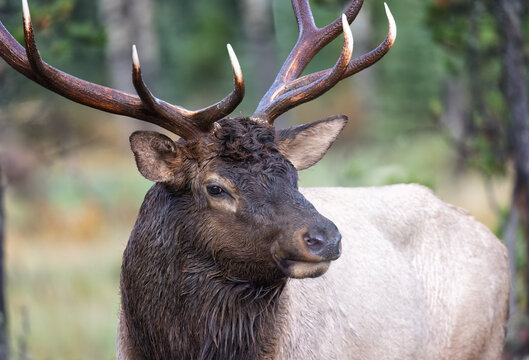 Headshot of a bull elk