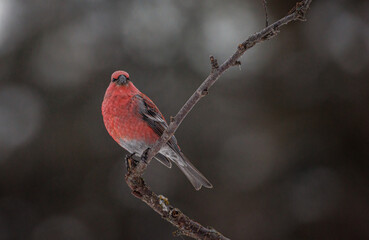A pine grosbeak perched on the branch