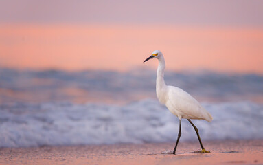 An egret at sunrise along the shore