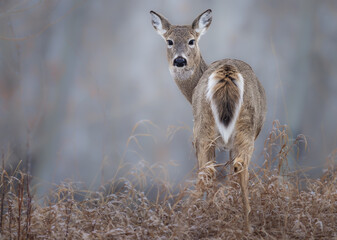 A whitetail deer looking over its shoulder