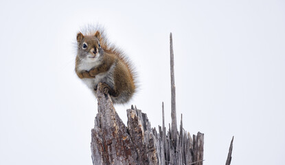 A squirrel sitting on tip a snag