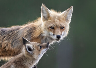 A fox kit nuzzles its mother