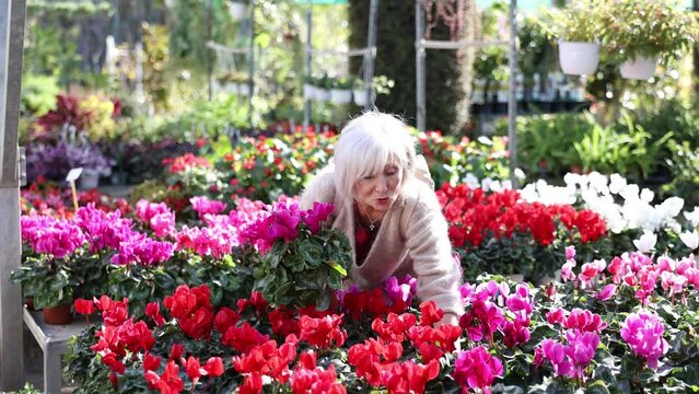 Mature woman customer-onlooker curiously examines showcase exhibition with indoor plant cyclamen. Owner of offline flower shop inspects showcase with goods new arrival